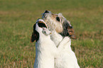 Parson Russell Terrier with puppy