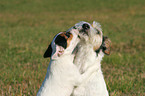 Parson Russell Terrier gets a kiss from a puppy