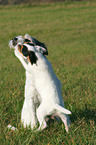Parson Russell Terrier with puppy