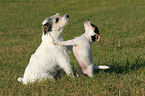 Parson Russell Terrier with puppy