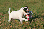 playing Parson Russell Terrier Puppy