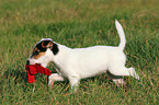 playing Parson Russell Terrier Puppy