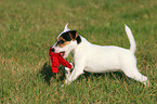 playing Parson Russell Terrier Puppy