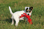 Parson Russell Terrier Puppy with toy