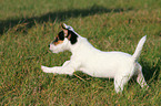 running Parson Russell Terrier Puppy