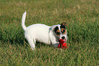 Parson Russell Terrier Puppy with toy