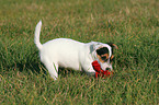 Parson Russell Terrier Puppy with toy