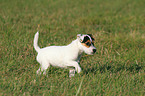 walking Parson Russell Terrier Puppy