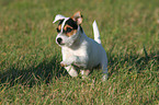 running Parson Russell Terrier Puppy