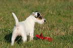 standing Parson Russell Terrier Puppy