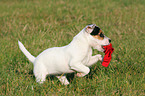 playing Parson Russell Terrier Puppy