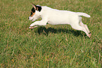 jumping Parson Russell Terrier Puppy