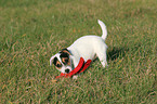 playing Parson Russell Terrier Puppy