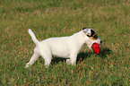 playing Parson Russell Terrier Puppy