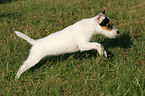 running Parson Russell Terrier Puppy