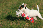 playing Parson Russell Terrier Puppy