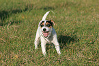 standing Parson Russell Terrier Puppy