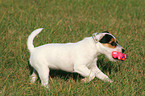 playing Parson Russell Terrier Puppy