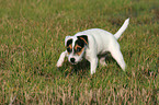 running Parson Russell Terrier Puppy