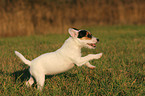 running Parson Russell Terrier Puppy