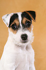 Parson Russell Terrier Puppy Portrait