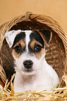 Parson Russell Terrier Puppy in straw