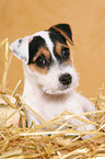 Parson Russell Terrier Puppy in straw