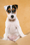 sitting Parson Russell Terrier Puppy
