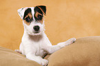 lying Parson Russell Terrier Puppy