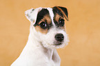 Parson Russell Terrier Puppy Portrait