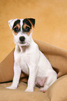 sitting Parson Russell Terrier Puppy