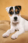 lying Parson Russell Terrier Puppy