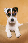lying Parson Russell Terrier Puppy