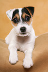 lying Parson Russell Terrier Puppy