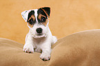 lying Parson Russell Terrier Puppy