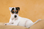 lying Parson Russell Terrier Puppy