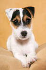 lying Parson Russell Terrier Puppy