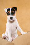 sitting Parson Russell Terrier Puppy