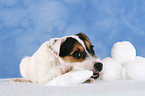 nibbling Parson Russell Terrier Puppy