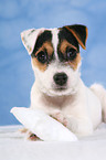 lying Parson Russell Terrier Puppy