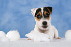 lying Parson Russell Terrier Puppy