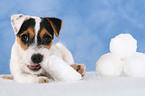 nibbling Parson Russell Terrier Puppy