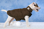 Parson Russell Terrier Puppy wearing coat