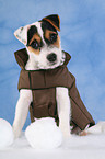 Parson Russell Terrier Puppy wearing coat