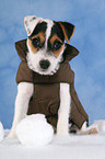 Parson Russell Terrier Puppy wearing coat