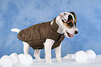 Parson Russell Terrier Puppy wearing coat
