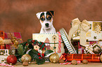 Parson Russell Terrier Puppy at christmas