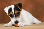 Parson Russell Terrier Puppy plays with nut