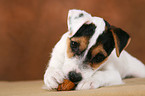 Parson Russell Terrier Puppy plays with nut