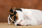Parson Russell Terrier Puppy plays with nut
